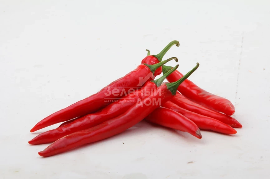 Кампече F1 / Kampeche F1,75-80 дней фото 2