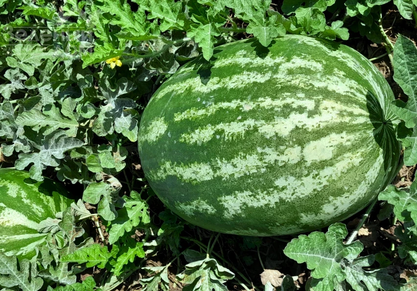 Квантум F1 / Kvantum F1 фото 1