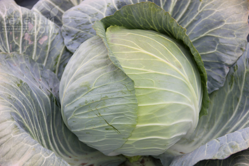 Гарантія F1 / Harantia F1,120-130 днів фото 3