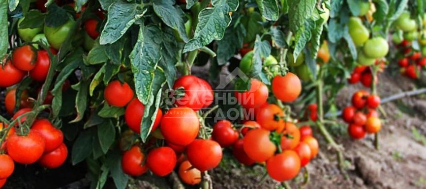 Даруна F1 / Daruna F1,115 дней фото 2