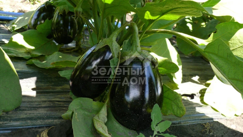 Чемодан F1 / Chemodan F1,90-105 дней фото 4