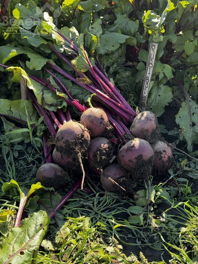 Руби Бой F1 / Ruby Boy F1, 100-105 дней фото 4