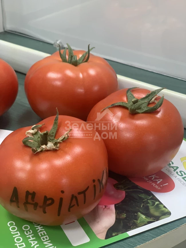 Адриатика F1 / Adriatika F1, 60-65 дней фото 2