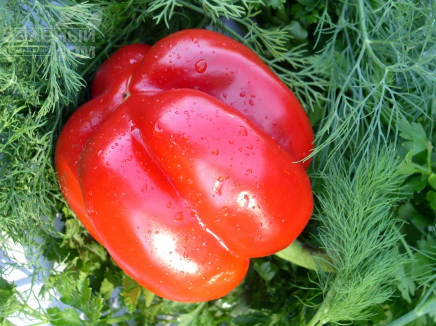 Подарок Молдовы / Podarok Moldovy фото 1