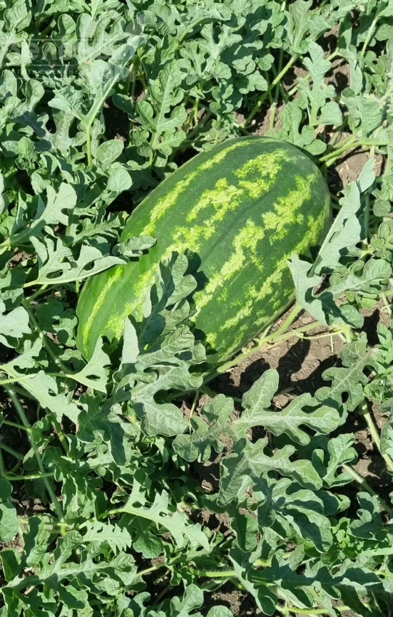 Илювиум F1 / Iliyuvium F1, 70-75 дней фото 2