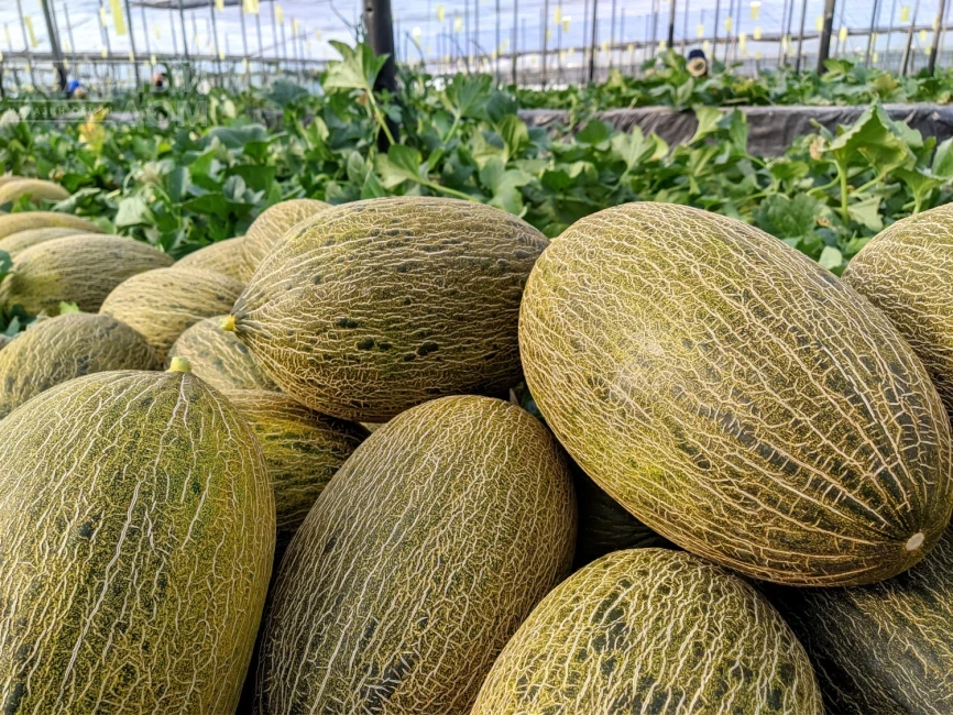 Грациано F1 / Hratsiano F1 фото 1