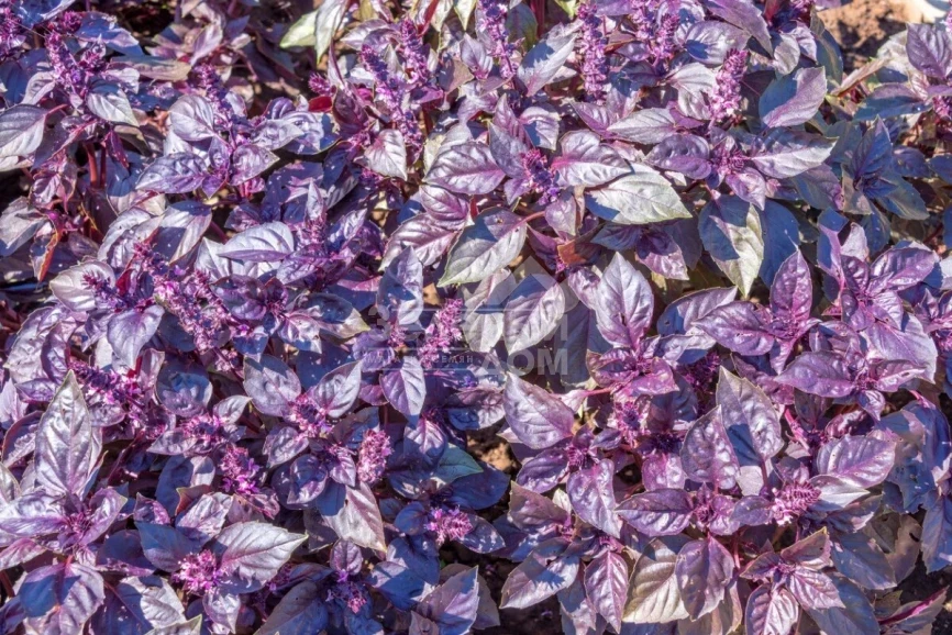 Ред Рубин / Red Rubin,34-40 дней фото 1