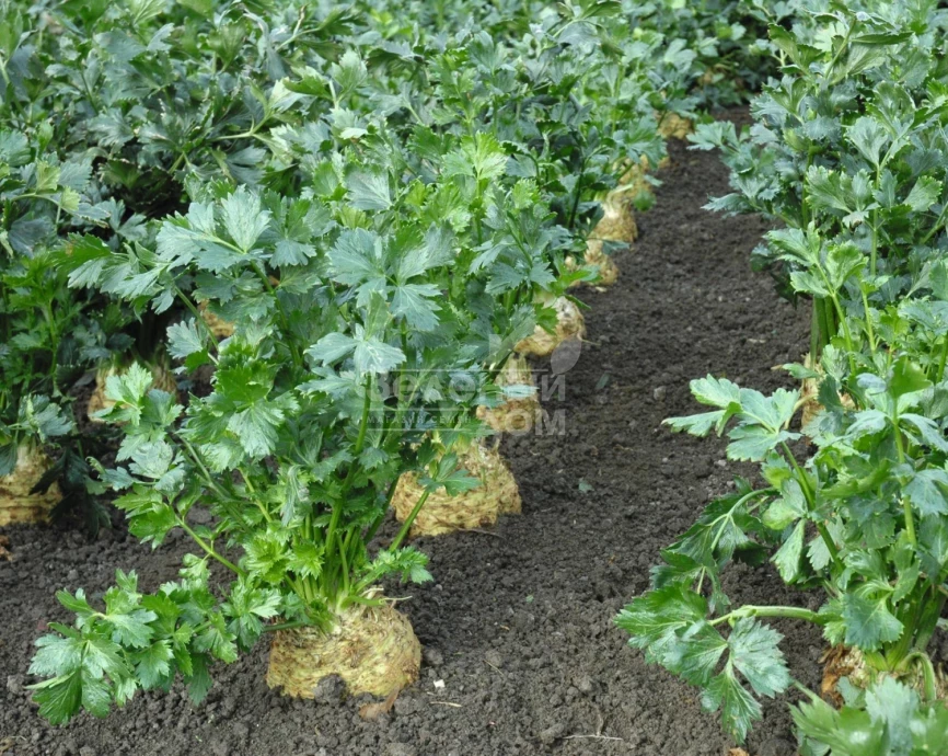 Диамант / Diamant,150 дней фото 2