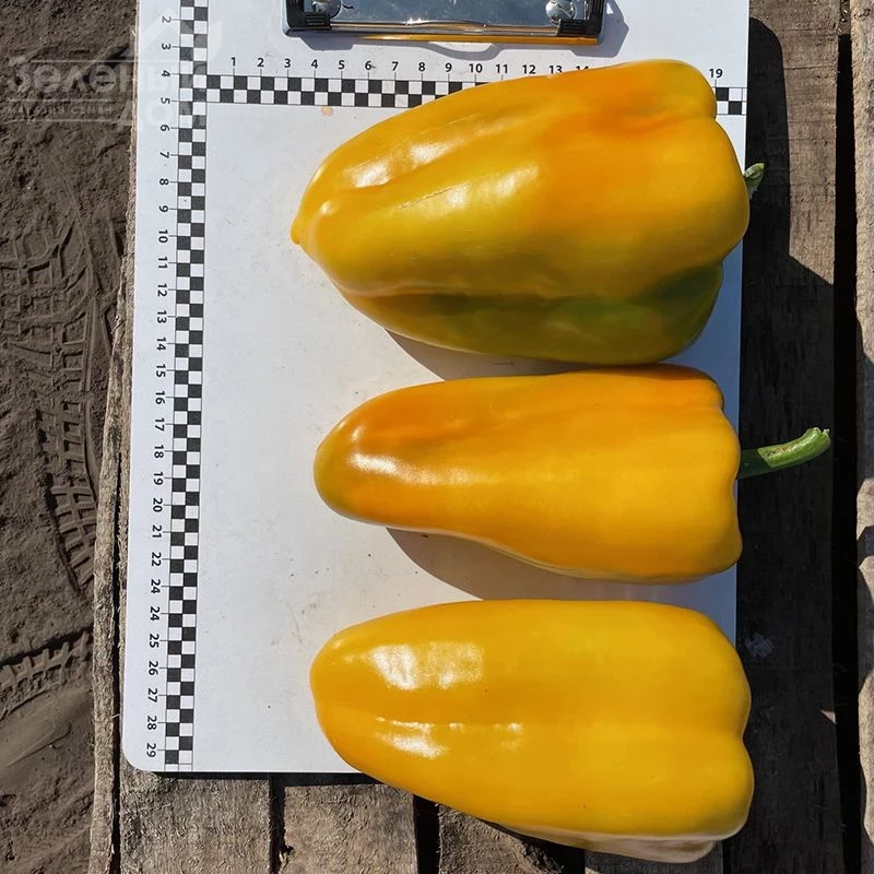 Санта F1 / Santa F1,60 дней             фото 6