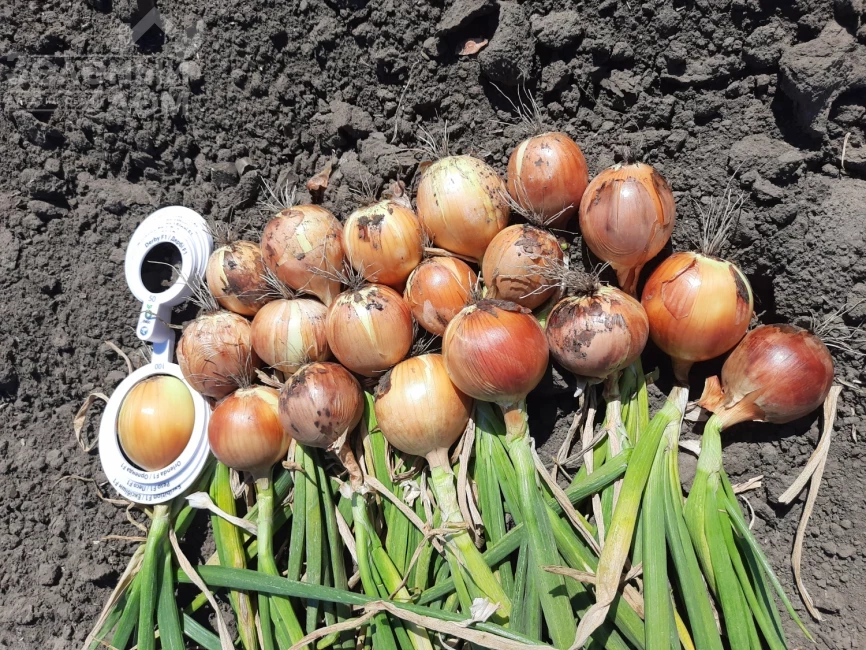 Орленда F1 / Orlenda F1,105-110 дней фото 4