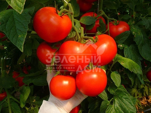 Корвинус F1 / Corvinus F1,110-115 дней фото 1