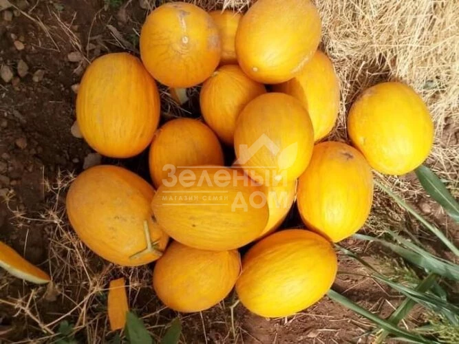 Каррера F1 / Karrera F1, 80-85 дней фото 4