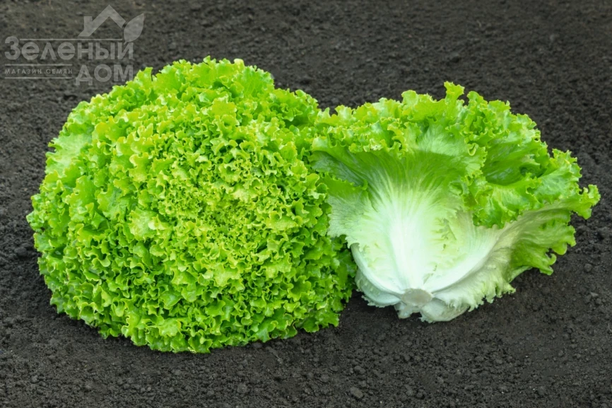 Сементел / Sementel,35-45 дней фото 2