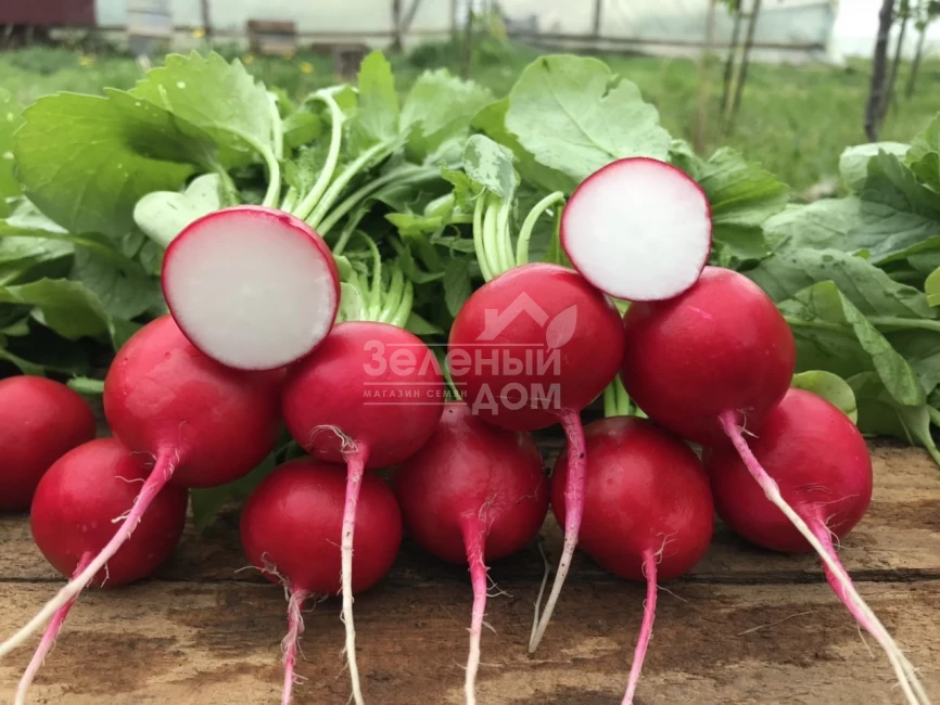 Мелито F1 / Melito F1,20-25 дней фото 3