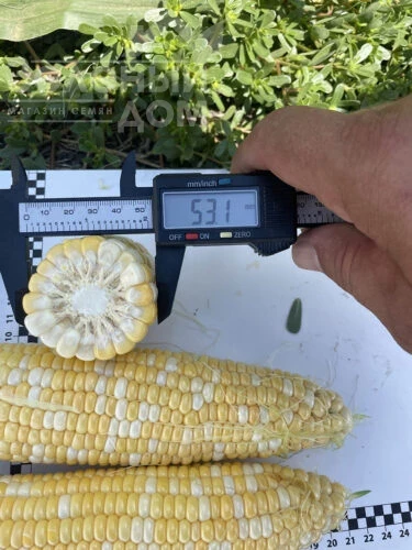 Казино F1 / Casino F1, 63 дня фото 2