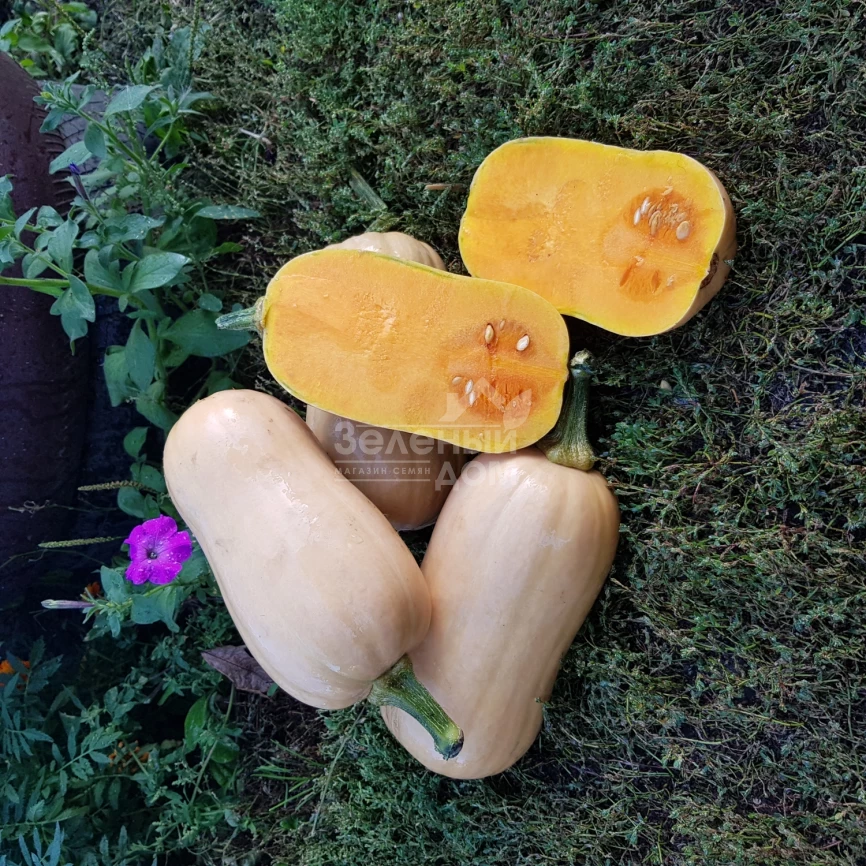 Тиана F1 / Tiana F1,90-95 дней фото 2