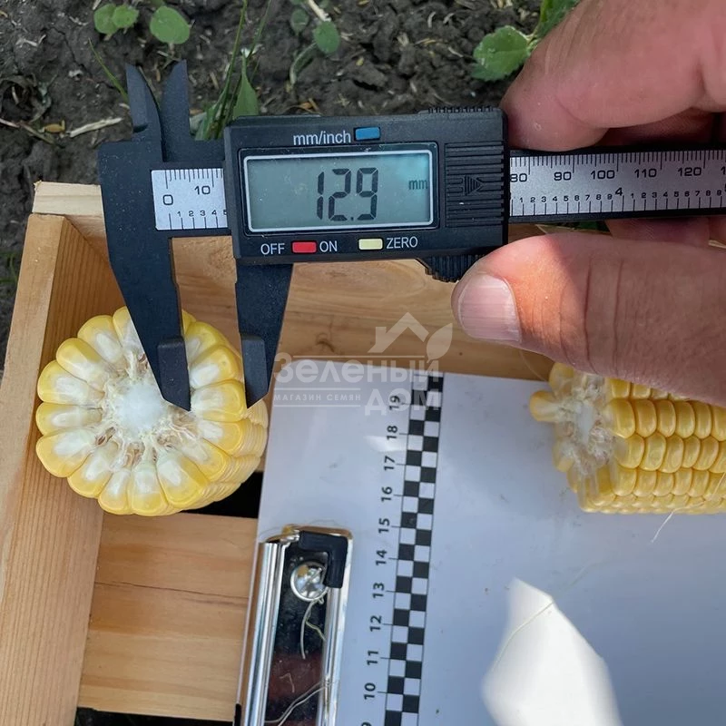 Рапид F1 / Rapid F1,62 дня фото 3