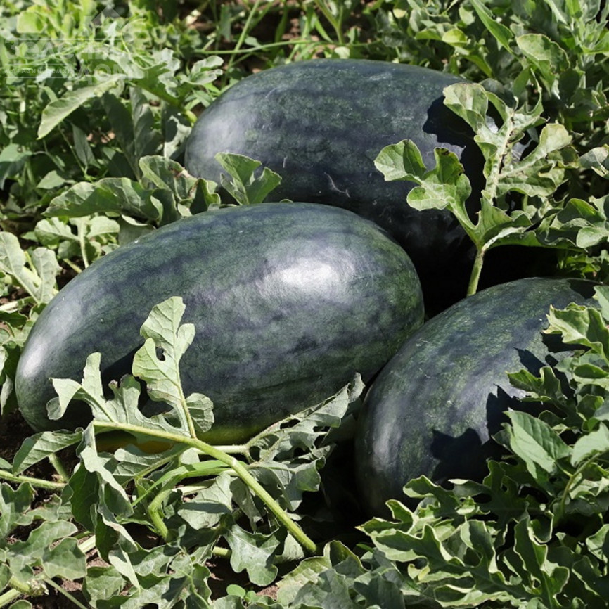 КС 250 F1 / KS 250 F1,60-65 днів фото 1