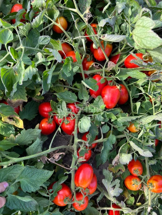 Оливенза F1 / Olivenza F1,120 дней фото 5