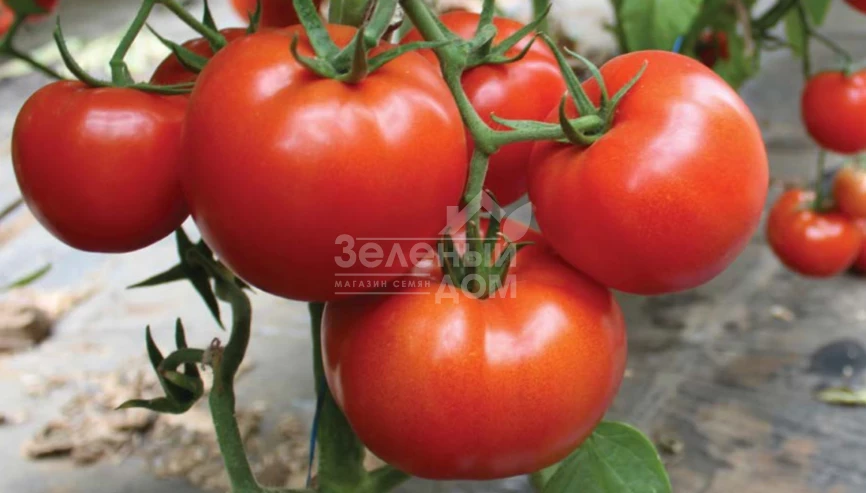 Девонет F1 / Devonet F1,90-95 дней фото 2