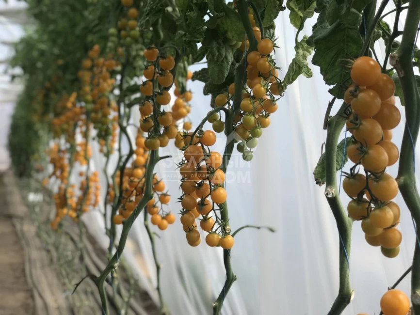 Саммер Сан F1 / Summer Sun F1 фото 1