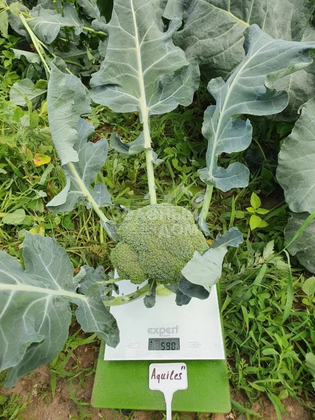 Ахилес F1 / Akhiles F1,55-65 дней фото 4