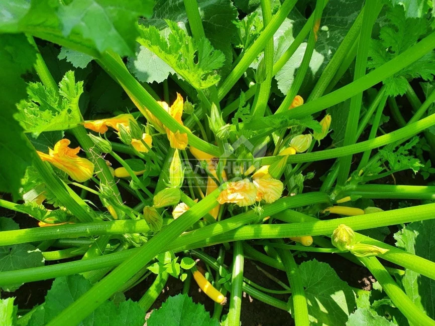 Лемона F1 / Lemona F1, 38-40 дней фото 5