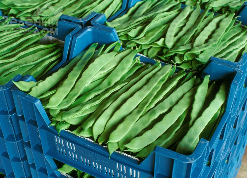 Фестівал / Festival фото 1