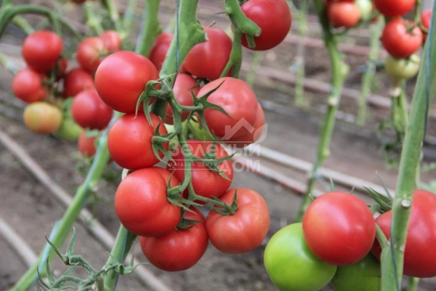 Пинки Спринтер F1 / Pinky Sprinter F1 фото 2