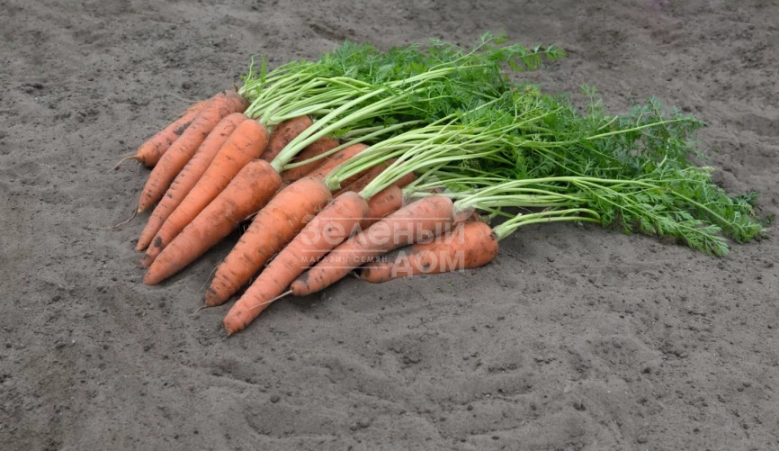 Вита Лонга / Vita Longa,160 дней фото 2