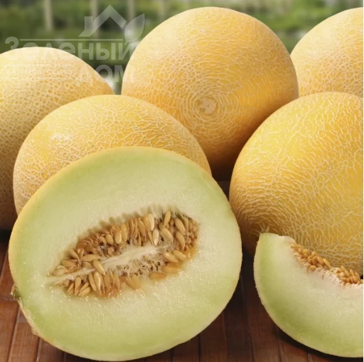 Галанет F1 / Galanet F1 фото 1