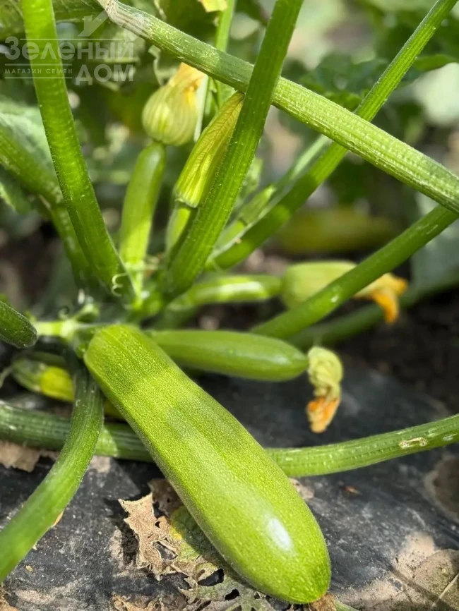 Фенси F1 / Fensy F1 фото 1