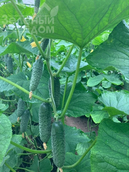 Эльвинара F1 / Elvinara F1 фото 3