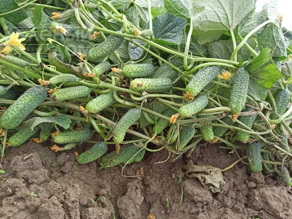 Диез F1 / Diyez F1 фото 1