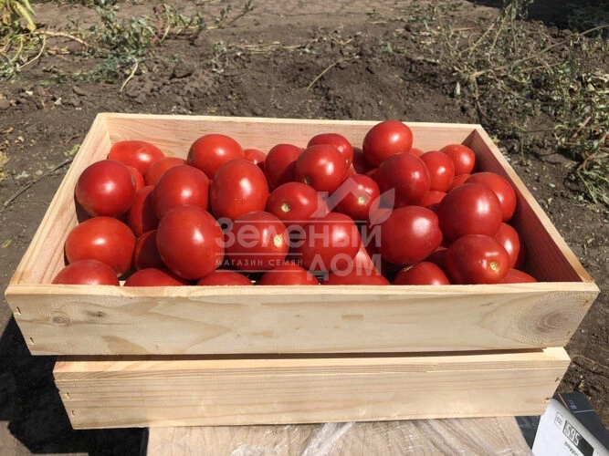 9969 F1 / 9969 F1, 105 дней фото 3