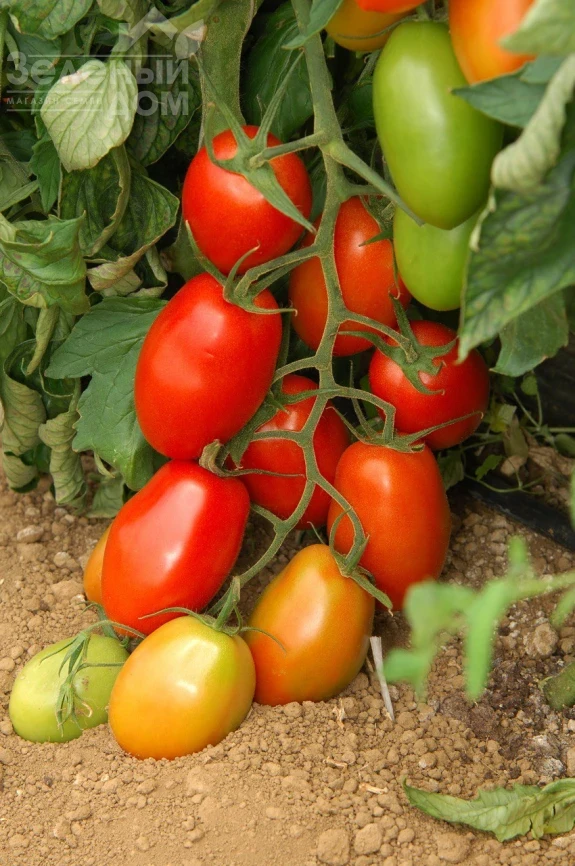 Океано F1 / Okeano F1 фото 2