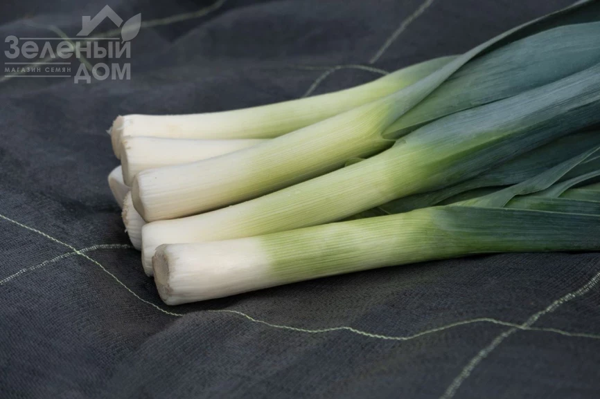 Осло F1 / Oslo F1 фото 1