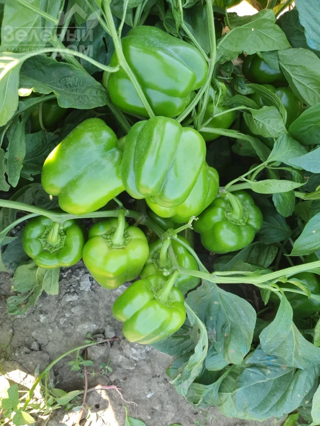 Брабус F1 (PBRS 20336) / Brabus F1  фото 1