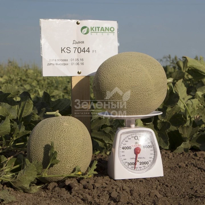 КС 7044 F1 / KS 7044 F1, 75-80 дней фото 1