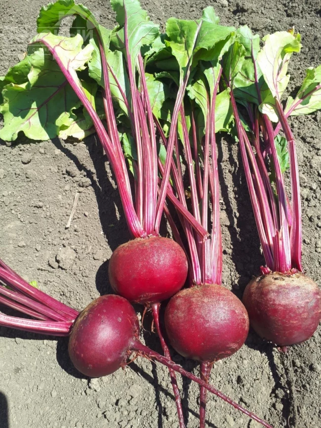 Привилегия F1 (CRX 409 F1) / Privelege F1 (CRX 409 F1), 100-105 дней фото 1