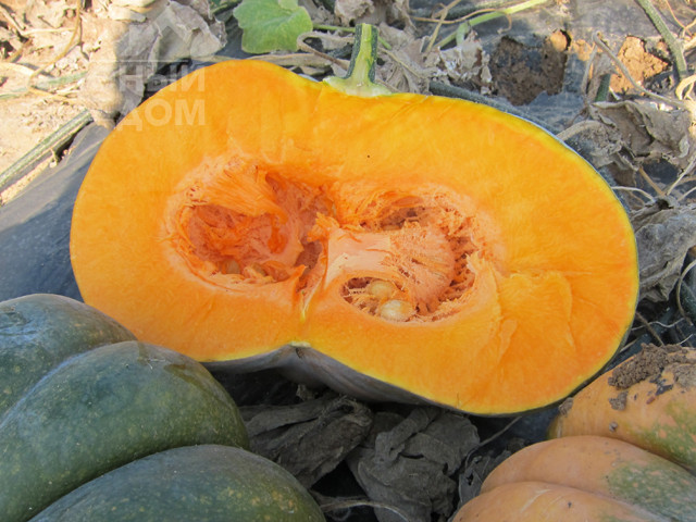 Маноск F1 / Manosk F1,110-115 днів фото 1