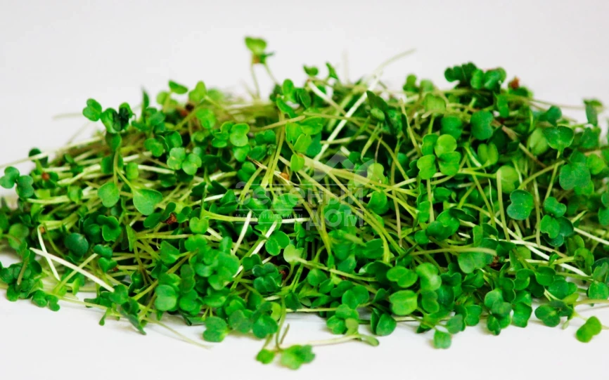 Микрогрин Руккола / Microgreen Rukkola фото 1