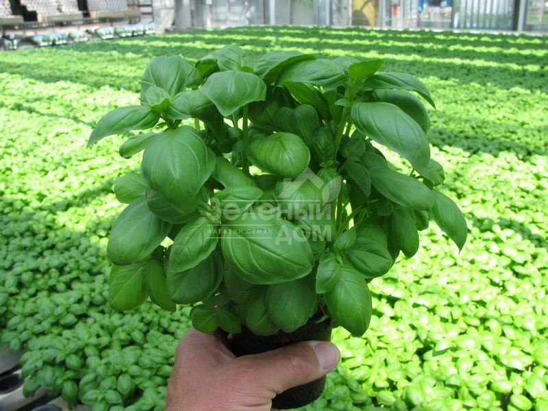 Мариан / Marian фото 1