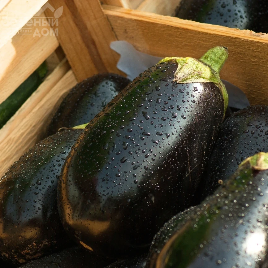 Каптан F1 / Kaptan F1, 60-65 дней фото 1