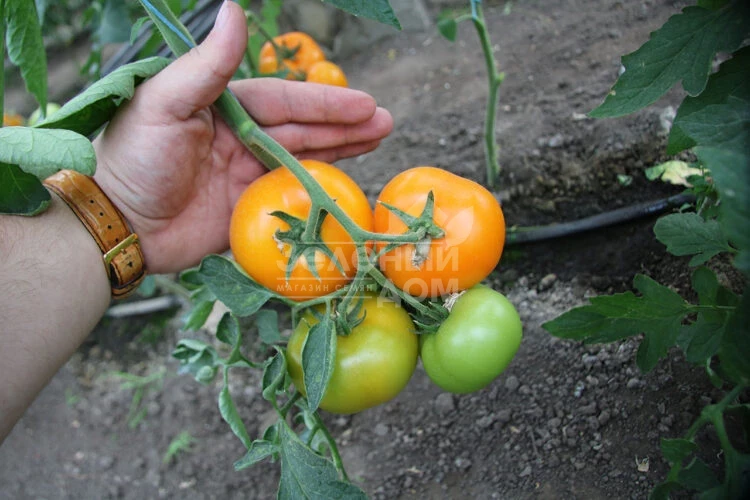 Еллоу Пешен F1 / Yellow Passion F1,100 дней фото 6