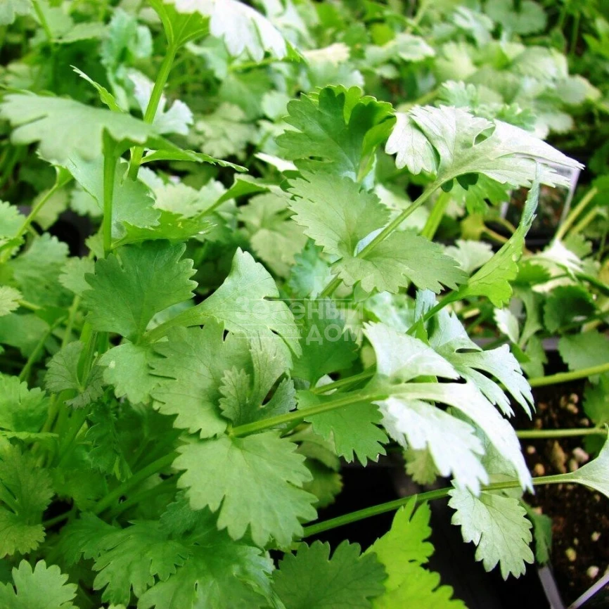 Сноуболт / Snowbolt,30-50 дней фото 1