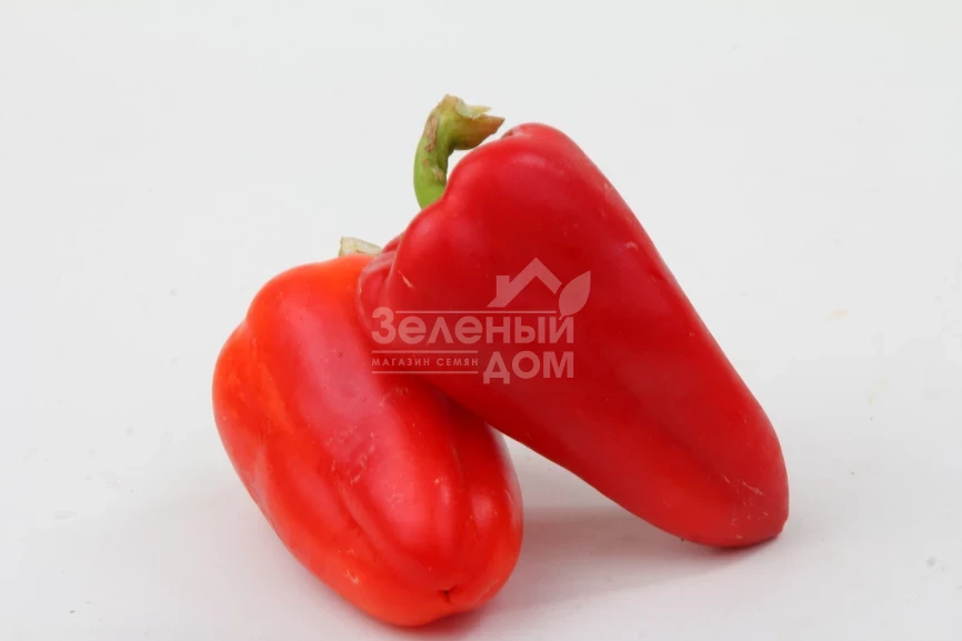 Била Зирка / Bila Zirka,105-110 дней фото 1