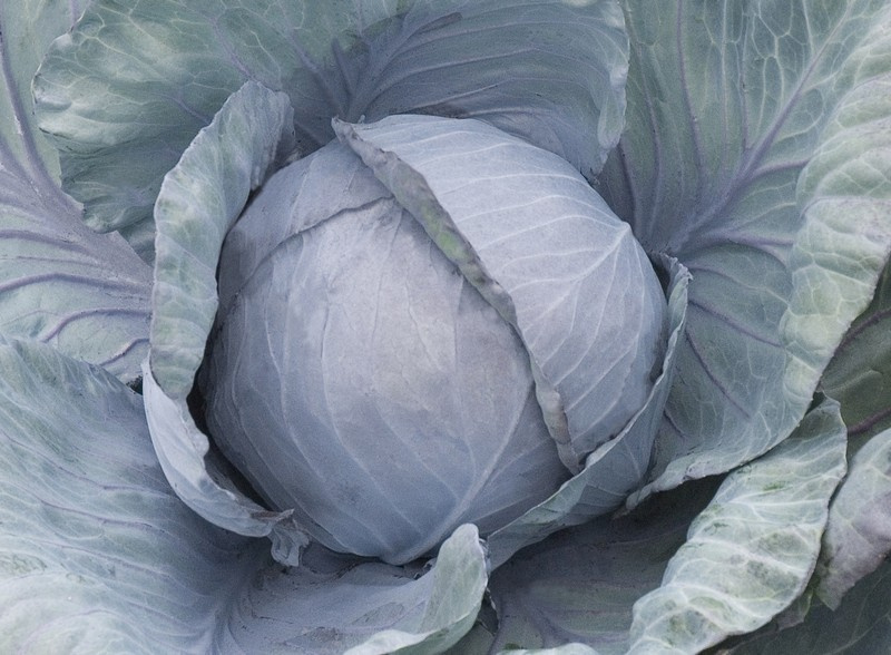 Родіма F1 / Rodima F1,120-140 днів фото 1