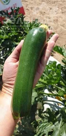 Далфер (INX 5289) F1 / Dalfer F1 фото 1