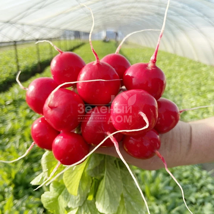  Тедди (KS 1297) F1 / Teddy (KS 1297) F1  фото 1